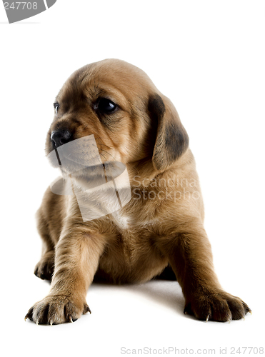 Image of Cute Puppy