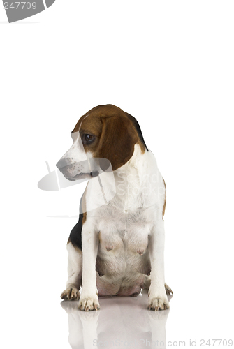 Image of Beagle mom