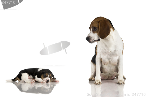 Image of Beagle mom