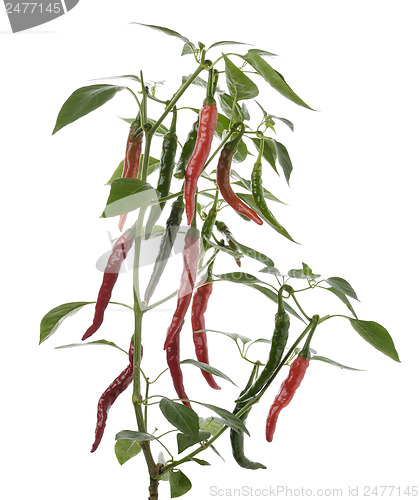 Image of Hot Pepper