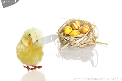 Image of Easter Young chicken out of nest