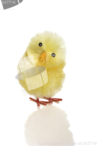 Image of Young chicken