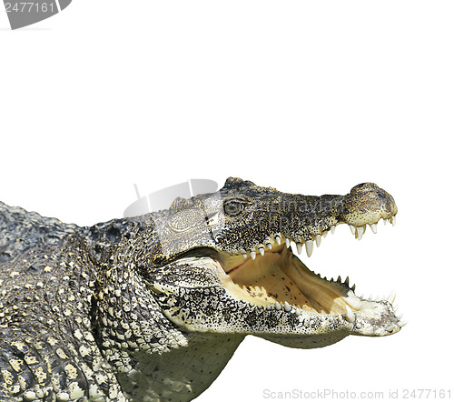 Image of Crocodile With  Open Mouth