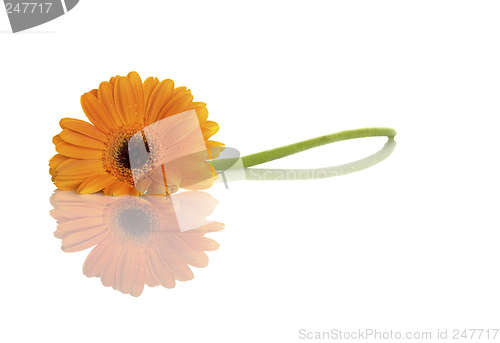 Image of Beautiful orange flower