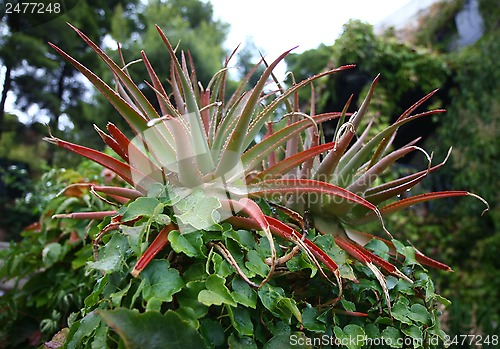 Image of Cactus