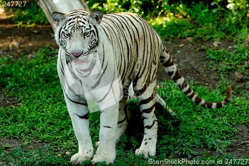 Image of Tiger