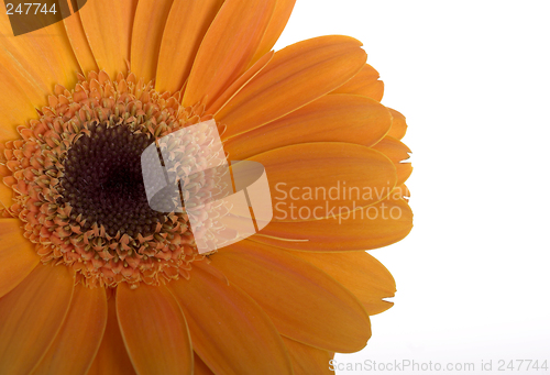 Image of Beautiful orange flower