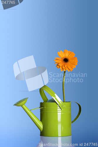 Image of Watering can with a flower