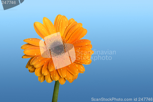 Image of Beautiful orange flower