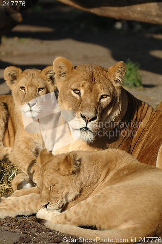 Image of Lion family