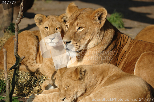 Image of Lion family