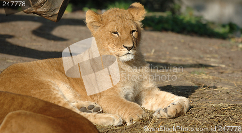 Image of Baby lion