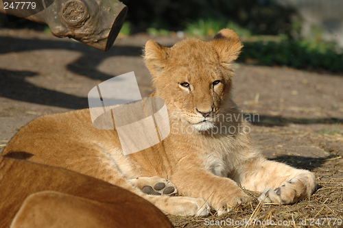 Image of Baby lion