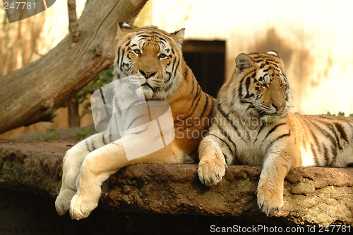 Image of Tigers