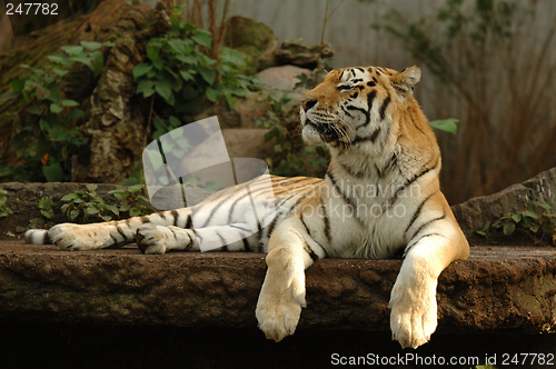 Image of Tiger resting