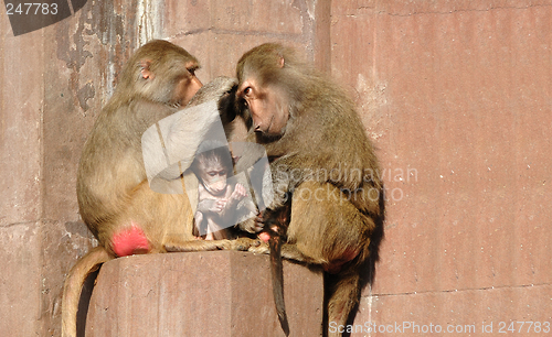 Image of Monkey family