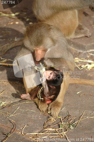 Image of Monky family