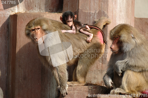 Image of Monky family