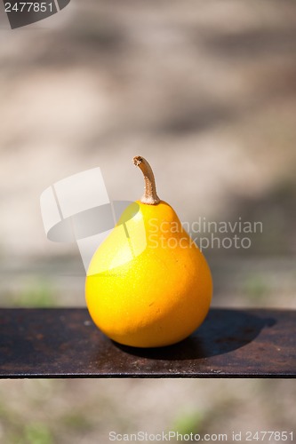 Image of small pumpkin on a metal plate