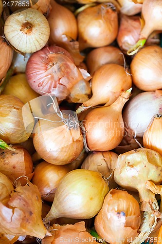 Image of Yellow onions crop. Close up