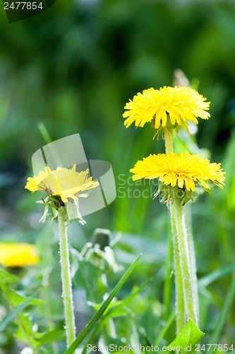 Image of Yellow dandelion flowers with leaves in green grass, spring photo