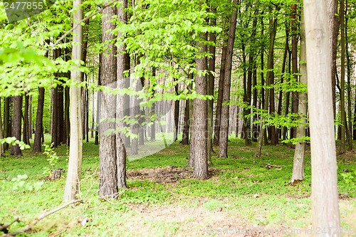 Image of forest trees. nature green wood sunlight backgrounds