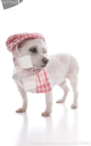 Image of Trendy dog wearing cap and scarf