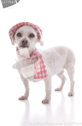 Image of Pet dog wearing winter hat and scarf