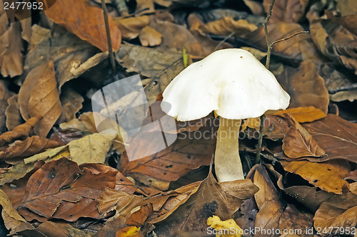 Image of Mushroom