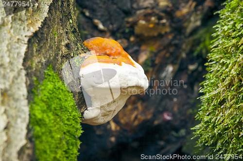 Image of Tree Mushroom