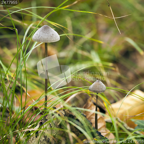 Image of Mycena Mushroom