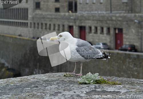 Image of gull at Saint-Malo