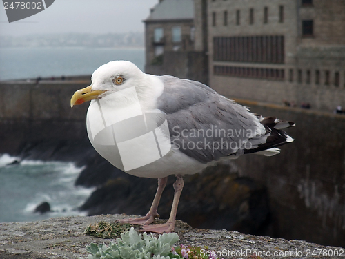 Image of gull at Saint-Malo