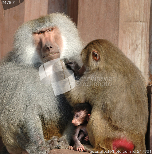 Image of Monky family