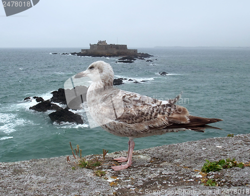 Image of gull and Fort National