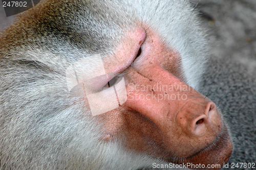 Image of Monkey face