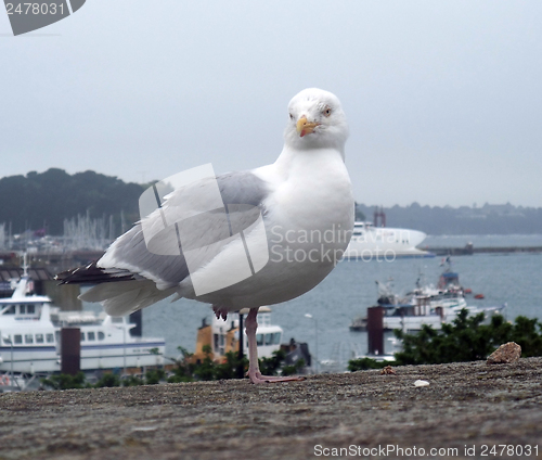 Image of gull at Saint-Malo