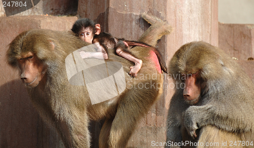 Image of Monky family