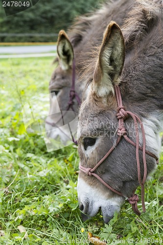 Image of two donkeys eating grass. outdoor picture