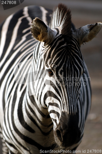 Image of Zebra