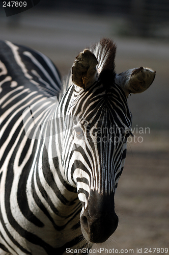 Image of Sad zebra