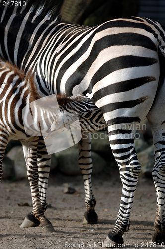 Image of Zebra feeding