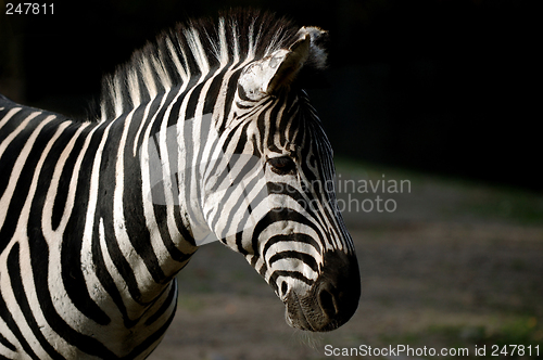 Image of Zebra