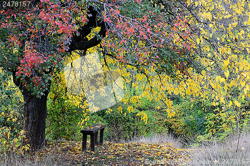 Image of Bench Under the Tree in the Fall