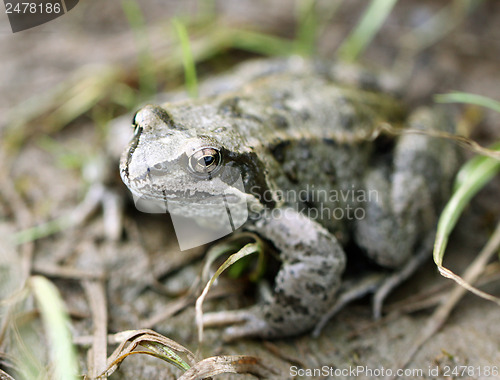 Image of Big brown frog on forest land