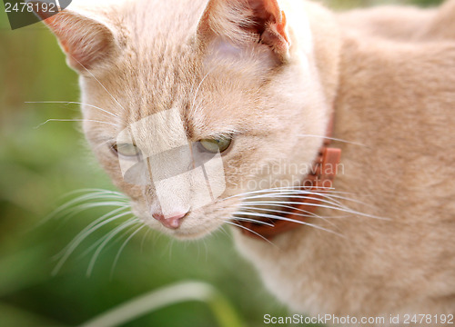 Image of Portrait of a beautiful red cat