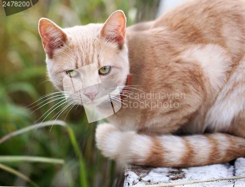 Image of Portrait of a beautiful red cat