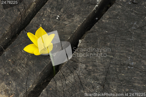 Image of Yellow Saffron