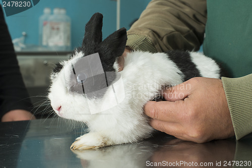 Image of Rabbit in a veterinary office