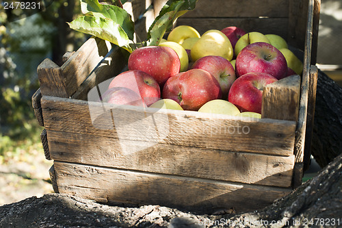 Image of Apples in an old wooden crate on tree